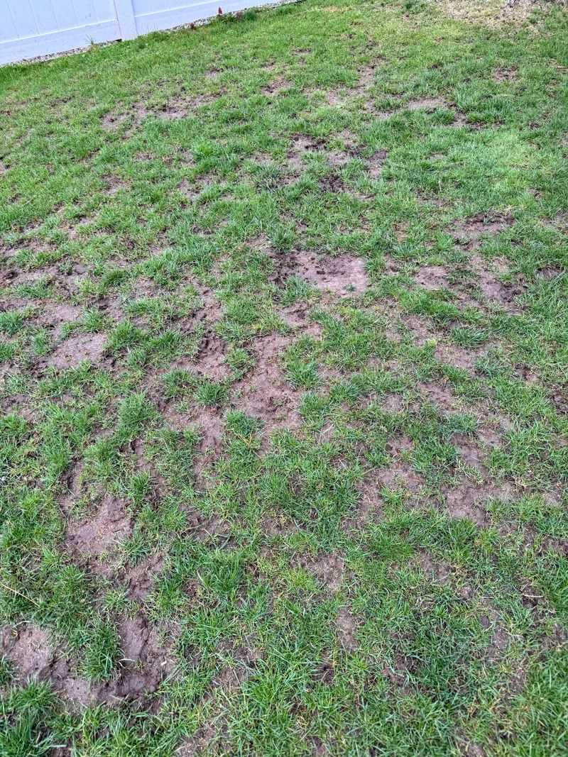 Waiting Until Spring To Fill Thin Spots Waiting Until Spring To Fill Thin Spots