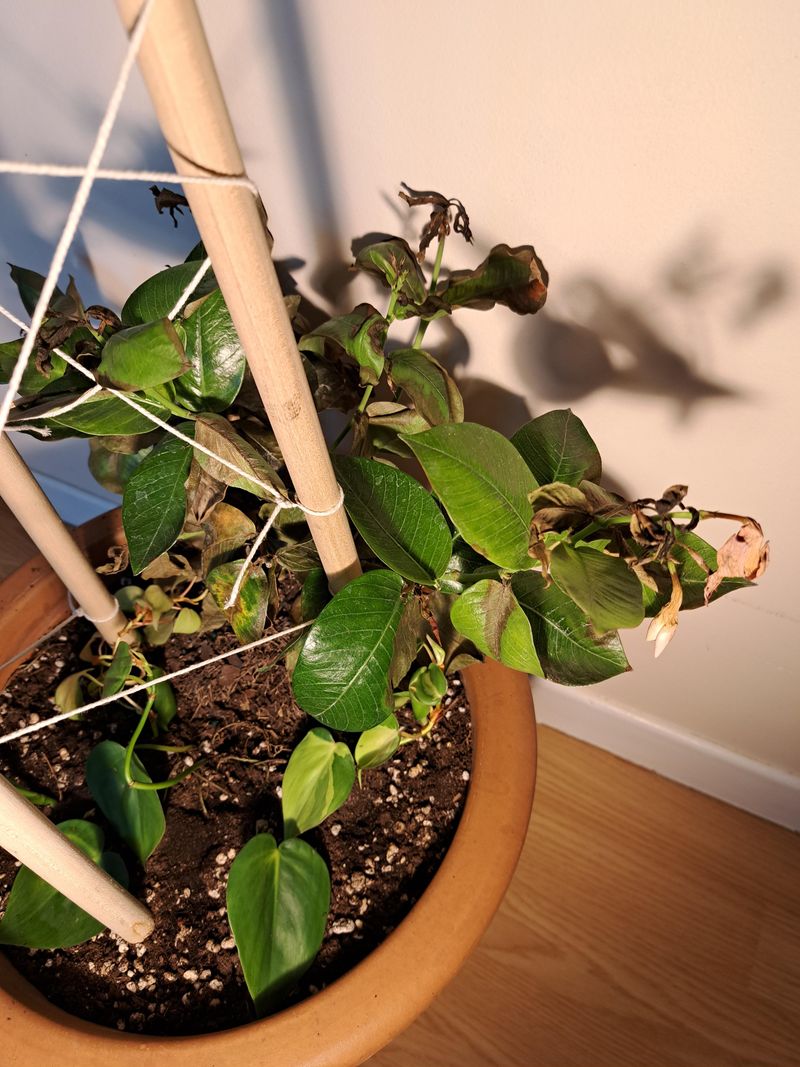 Wake Mandevilla Gradually Before Moving It Outside In Spring