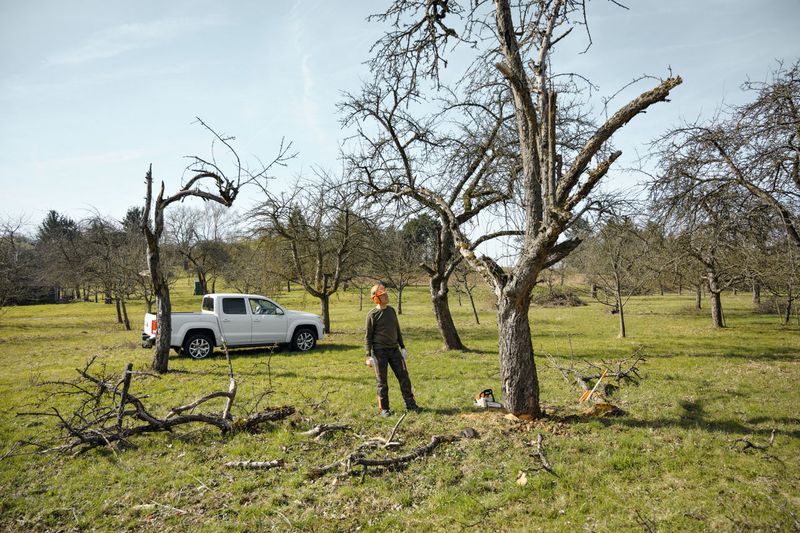 Walk the Yard for Hazard Trees and Loose Limbs Walk the Yard for Hazard Trees and Loose Limbs