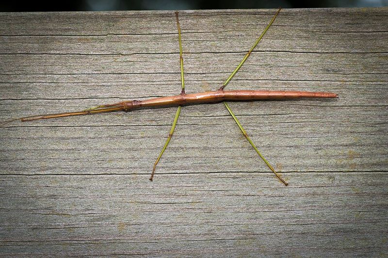 Walking Sticks Rely On Camouflage To Stay Hidden Walking Sticks Rely On Camouflage To Stay Hidden