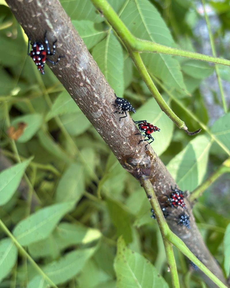 Walnut Trees Can Draw Large Spotted Lanternfly Gatherings Walnut Trees Can Draw Large Spotted Lanternfly Gatherings