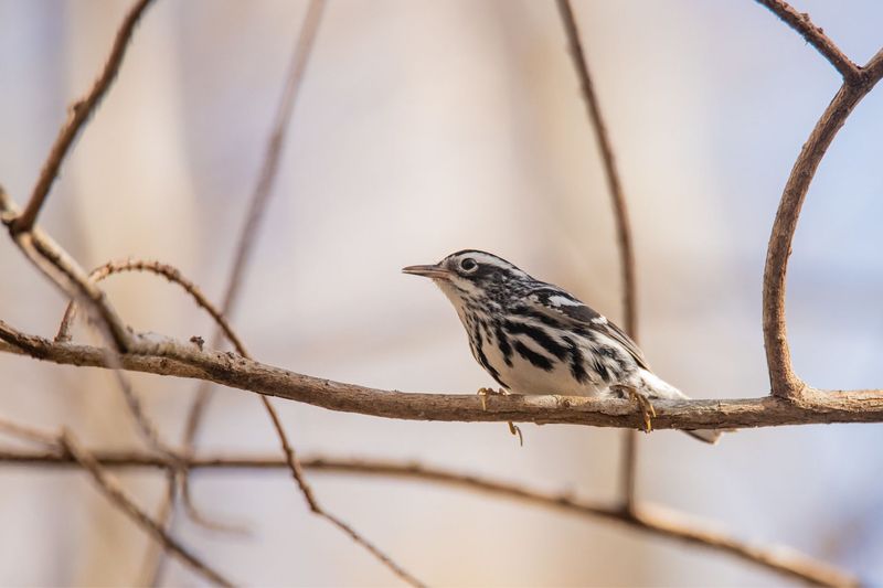 Warblers May Be Passing Through Without Staying Long