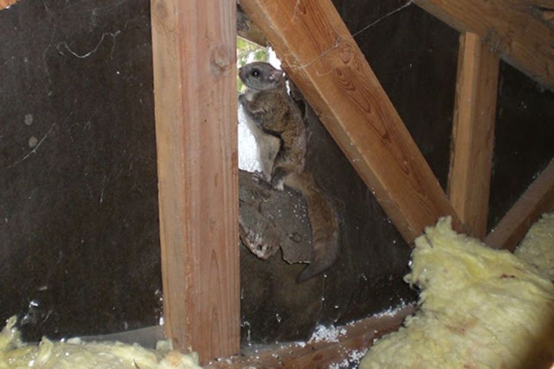 Warm Attics Offer Shelter During Cold Weather Warm Attics Offer Shelter During Cold Weather