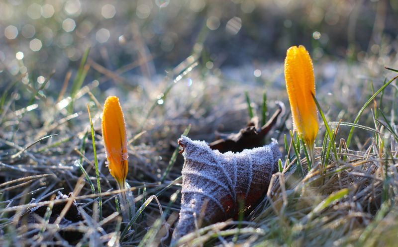 Warm Days And Chilly Nights Confuse Plant Growth Signals Warm Days And Chilly Nights Confuse Plant Growth Signals