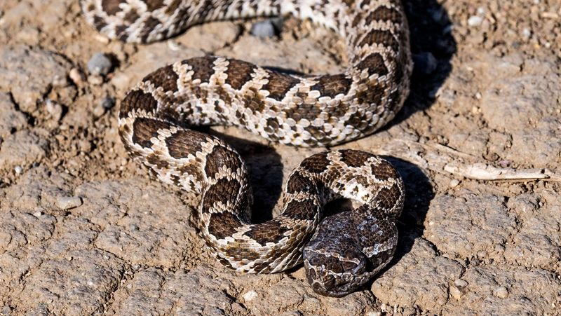 Warm Days Keep Snakes Active