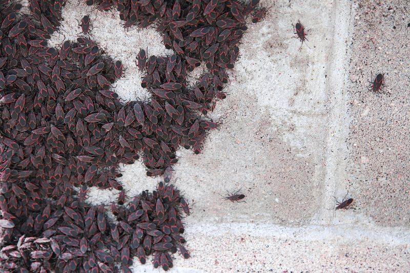 Warm, Dry Summers Bring Bigger Fall Swarms Warm, Dry Summers Bring Bigger Fall Swarms