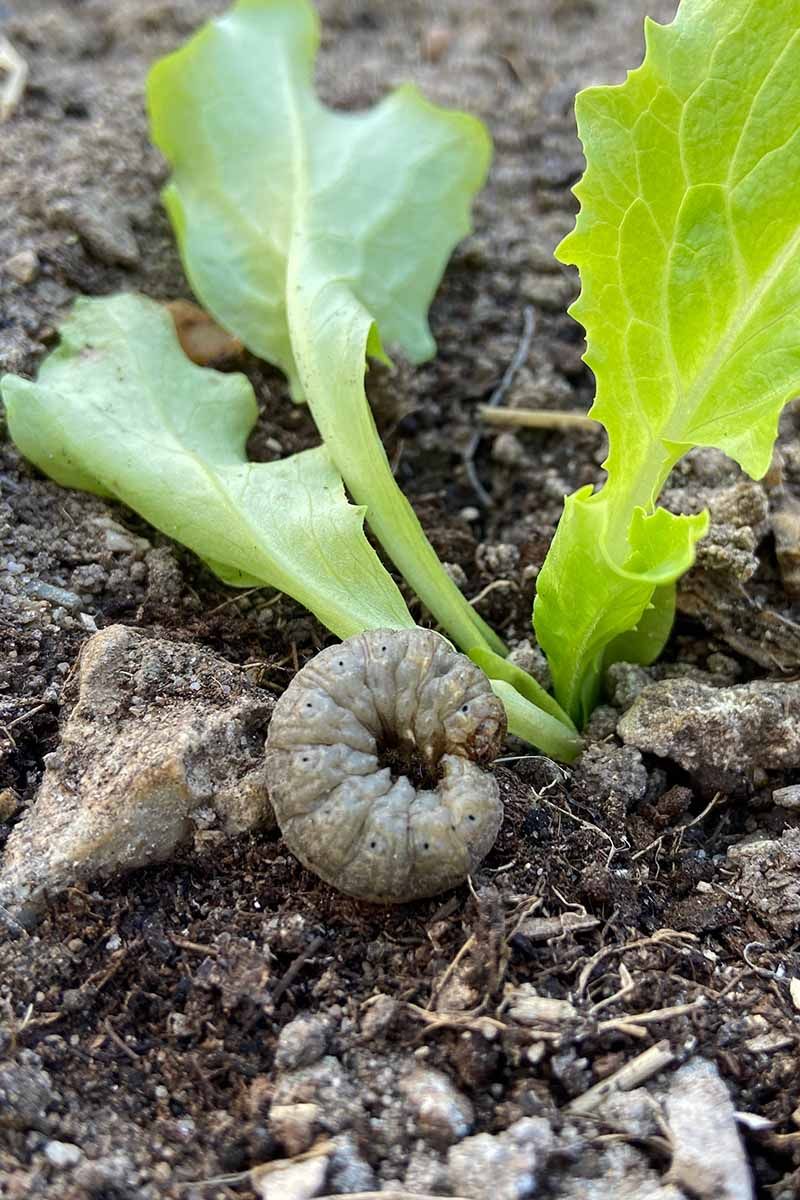 Warm Early Fall Weather Keeps Them Feeding