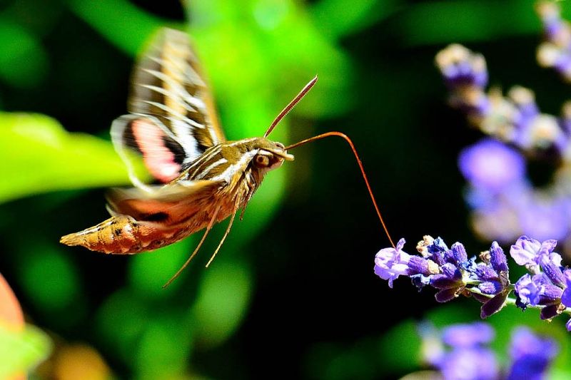 Warm Evenings Bring More Moth Activity