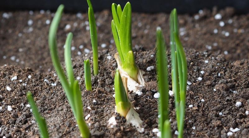 Warm Fall Soil Triggers Early Growth Warm Fall Soil Triggers Early Growth