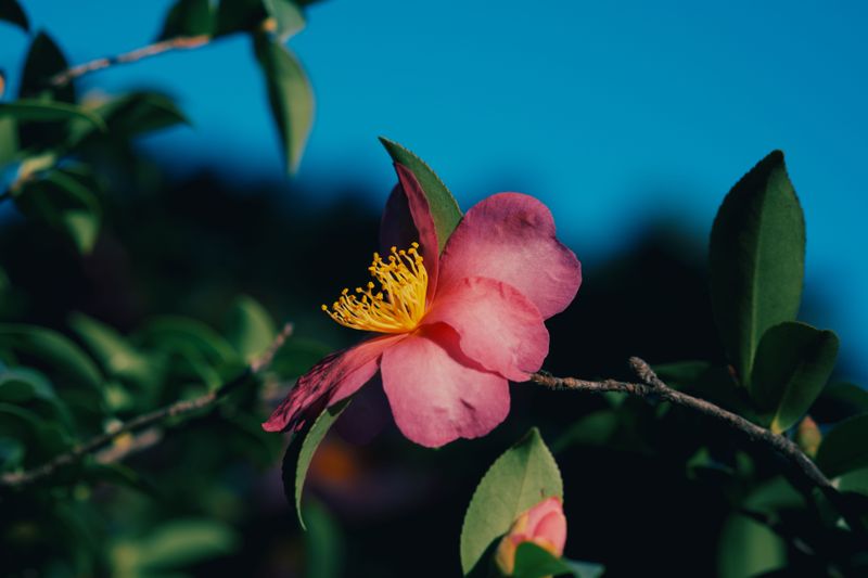 Warm Nights Are Shifting The Bloom Clock