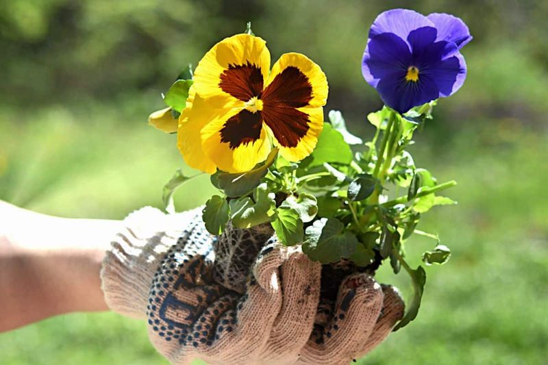 Warm Nights Keep Pansies Growing Too Fast
