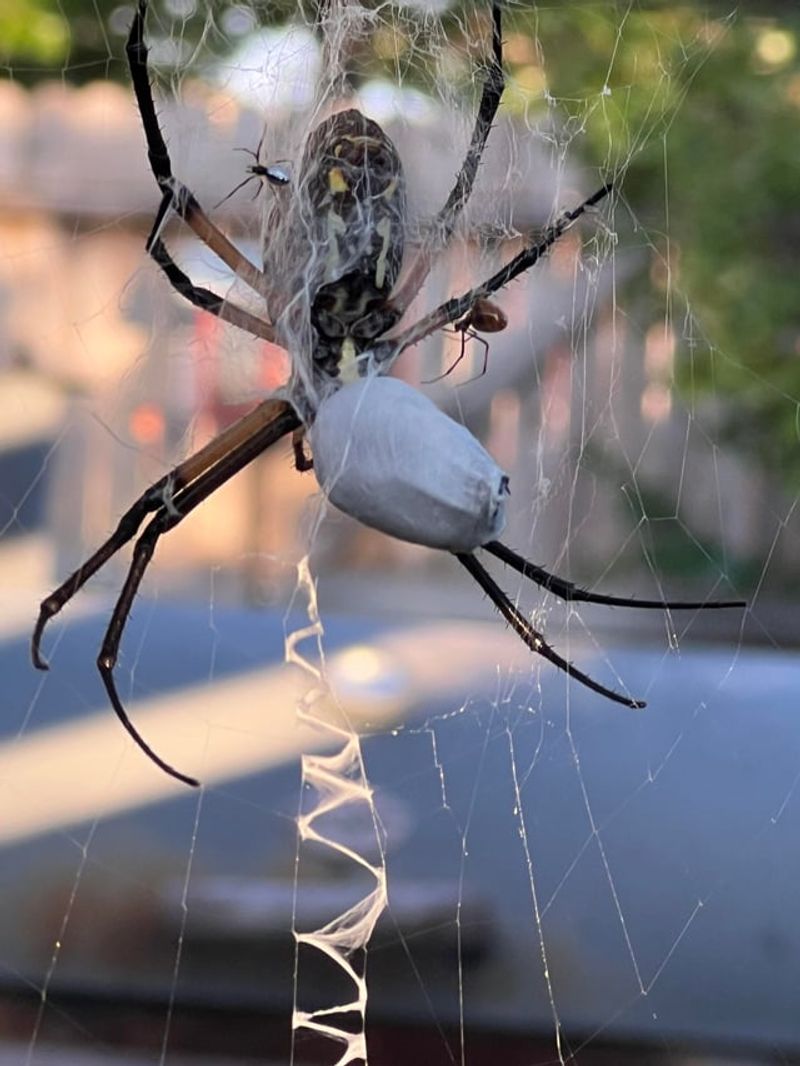Warm Nights Keep Prey Active