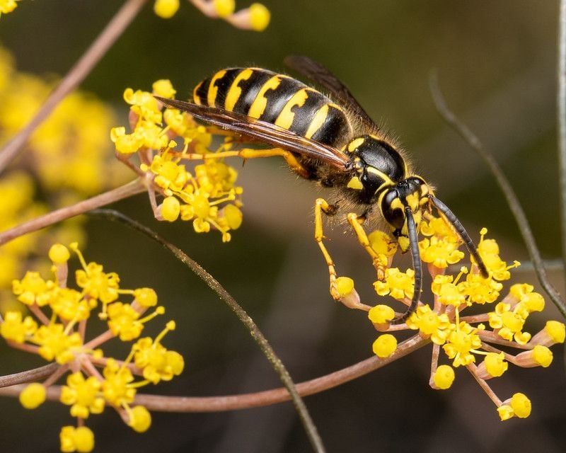 Warm October Afternoons Keep Workers Flying