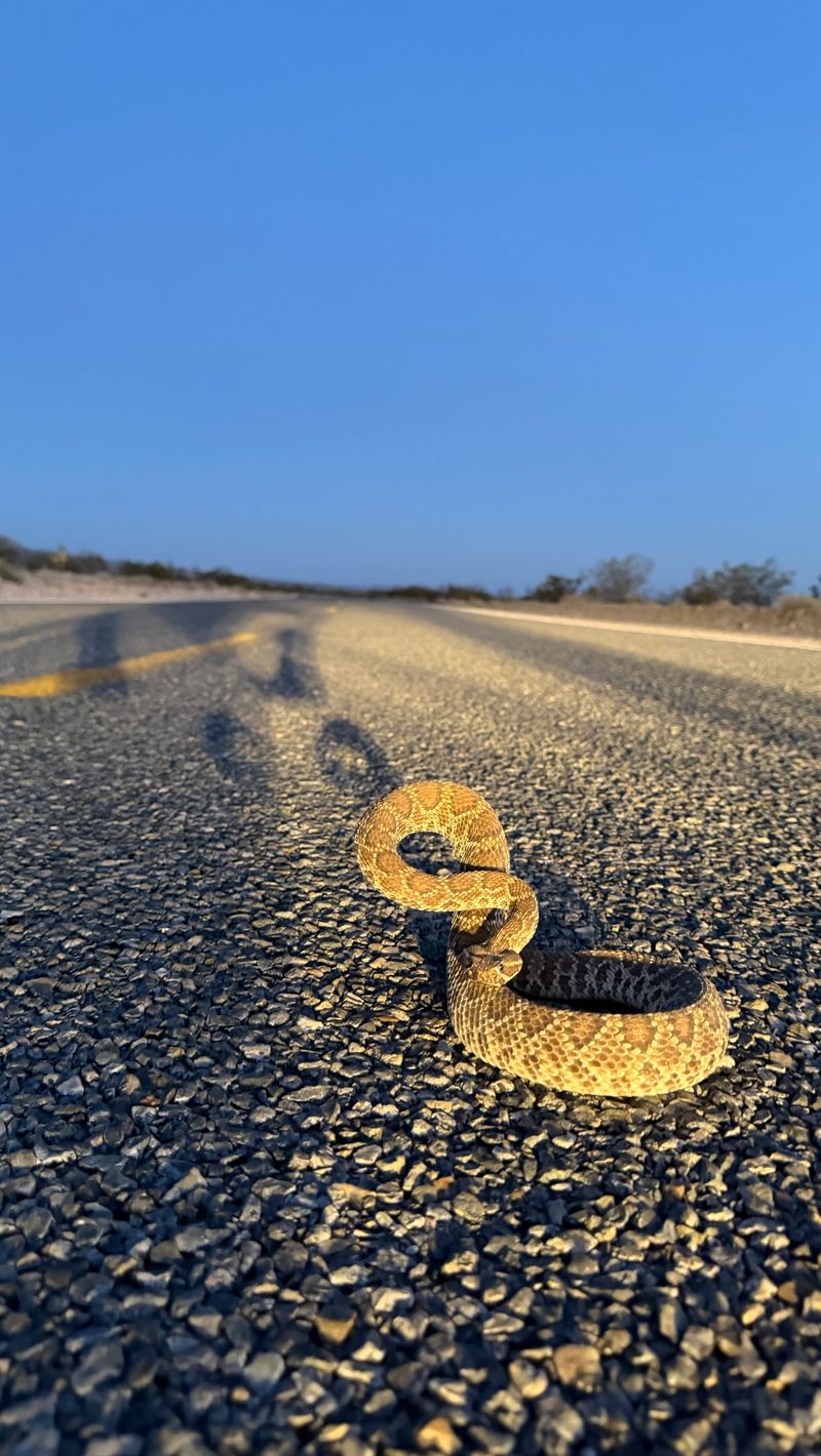Warm Pavement Attracts Them After Sundown