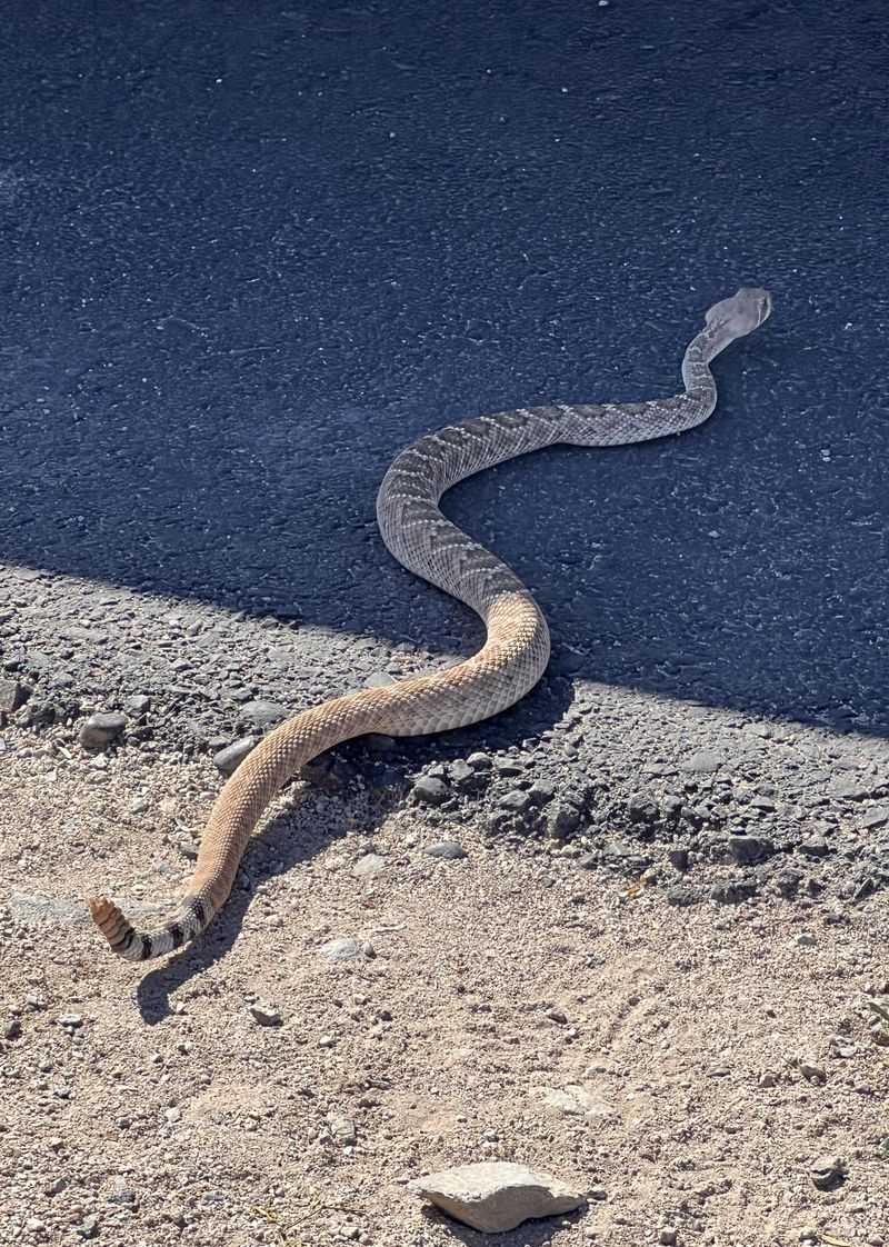 Warm Roads Become Snake Hangouts