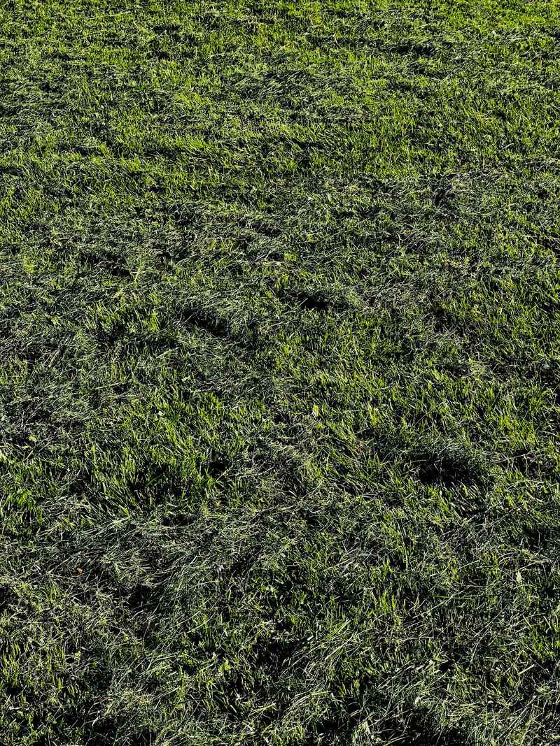 Warm-Season Grass Runs On A Tight Calendar Warm-Season Grass Runs On A Tight Calendar