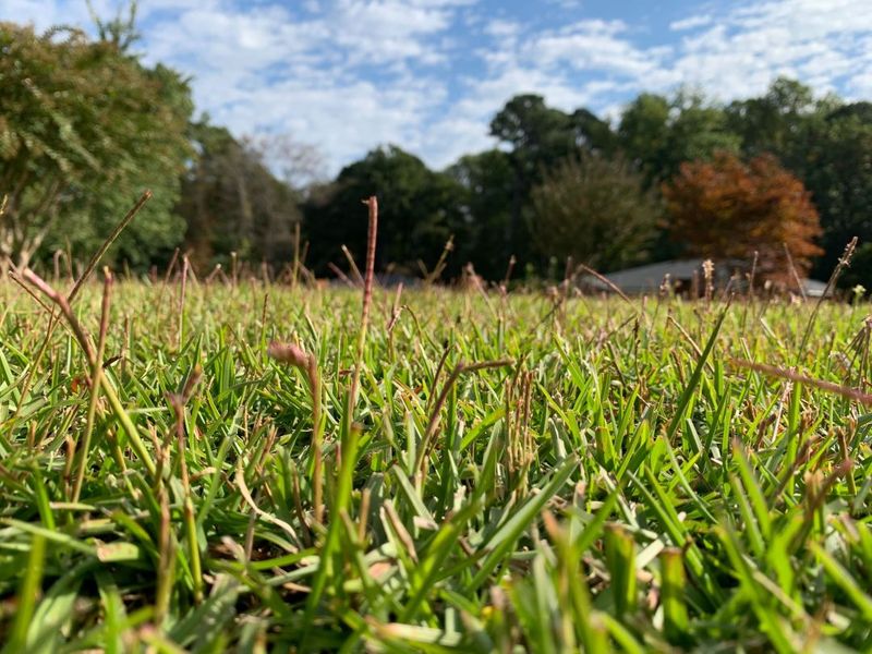 Warm Season Grasses Need To Slow Down Warm Season Grasses Need To Slow Down