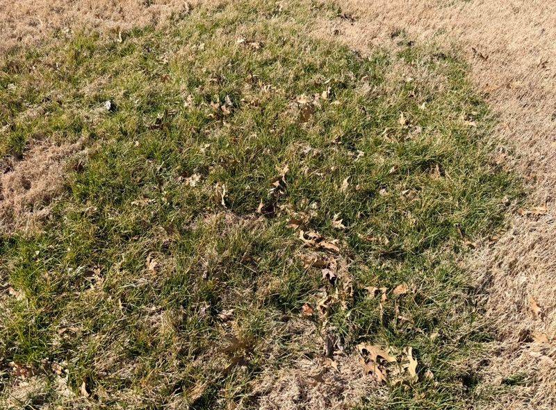 Warm Season Turf Changes The Tidewater Fall Routine Warm Season Turf Changes The Tidewater Fall Routine