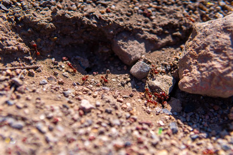 Warm September Ground Keeps Colonies Wide Awake