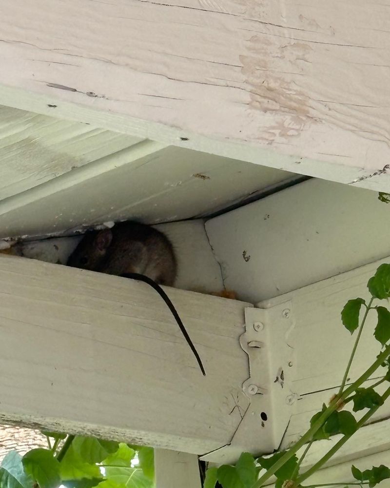 Warm Shelter Near Homes Attracts Them Warm Shelter Near Homes Attracts Them
