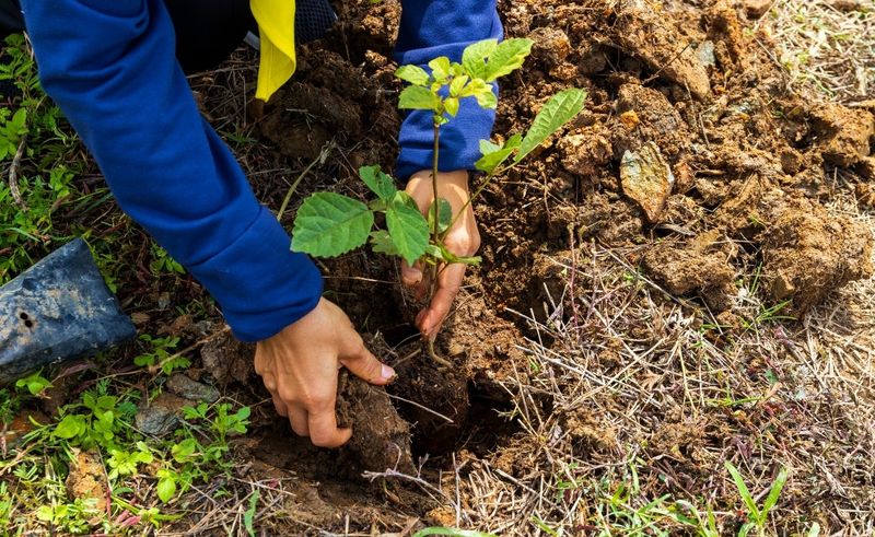 Warm Soil And Cool Air, The Combo Roots Love Warm Soil And Cool Air, The Combo Roots Love