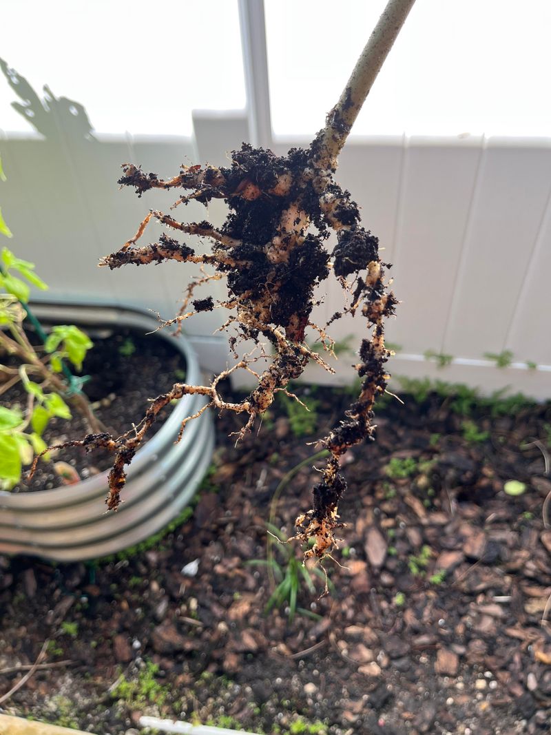 Warm Soil And The Midsummer Population Surge