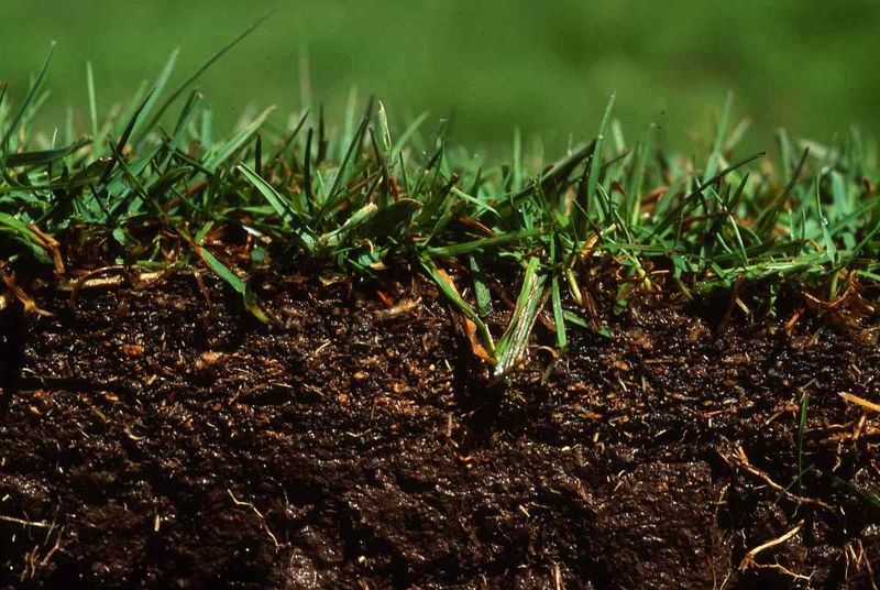 Warm Soil And Thirsty Roots In Early Fall Warm Soil And Thirsty Roots In Early Fall