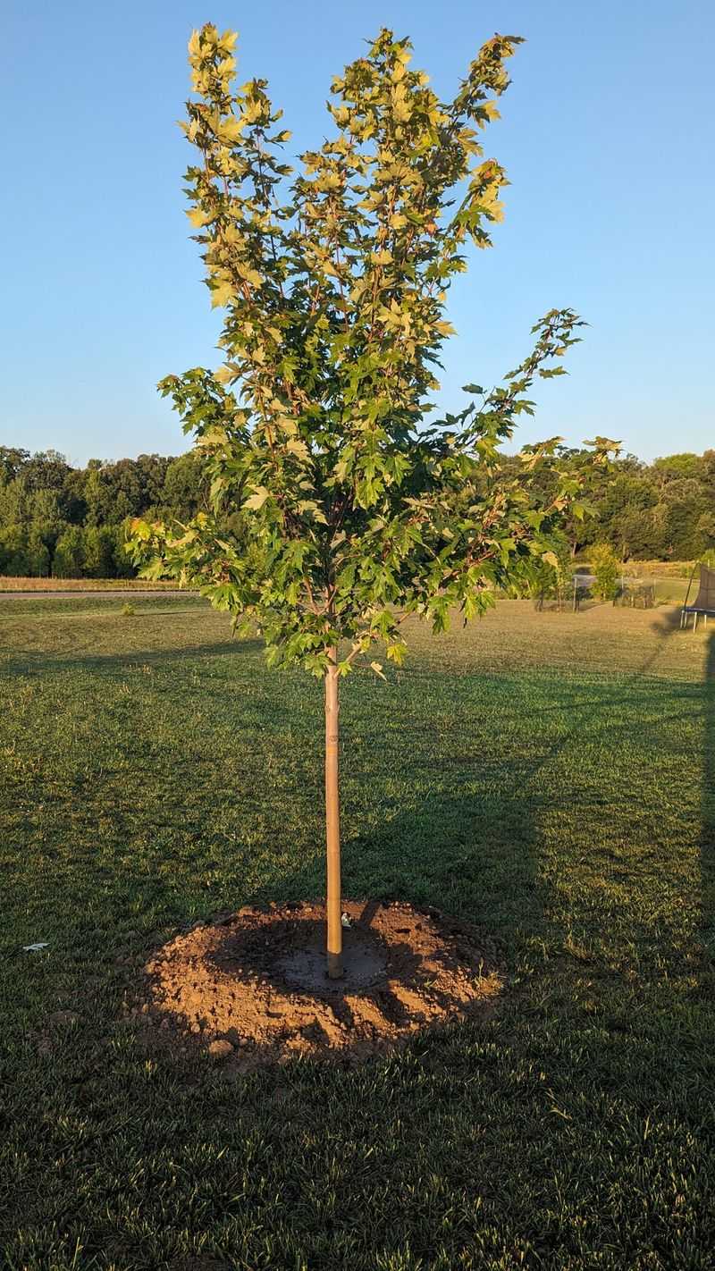 Warm Soil Beneath Cool Air