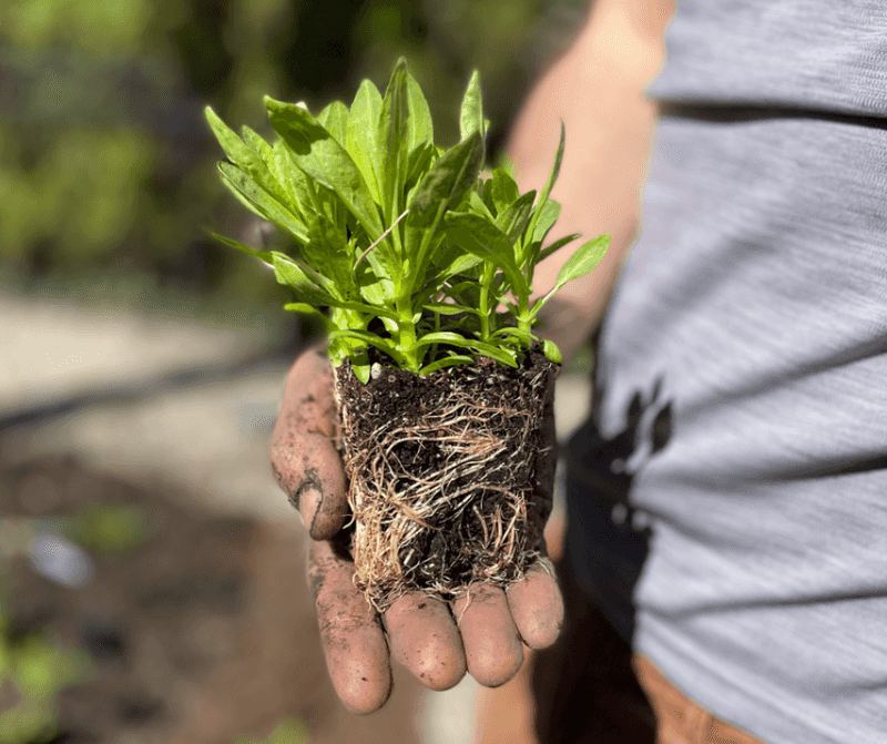 Warm Soil Helps Roots Keep Growing