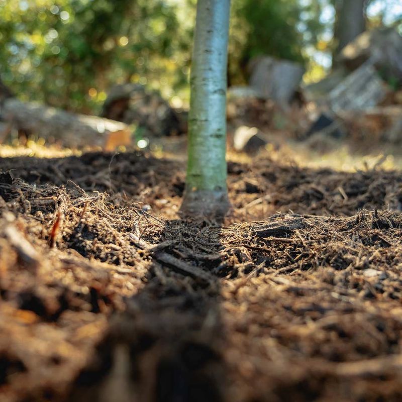 Warm Soil Lets Roots Keep Growing After Planting Warm Soil Lets Roots Keep Growing After Planting