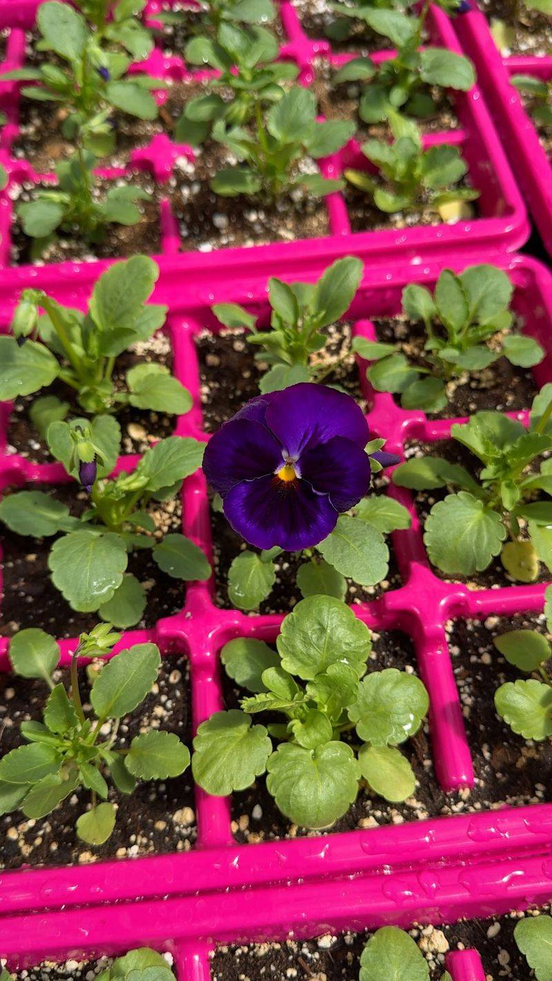 Warm Soil Stresses Newly Planted Pansies