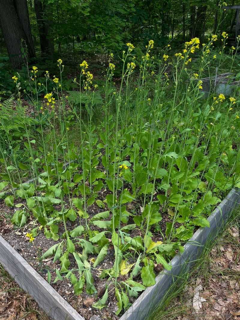 Warm Spells Can Quickly Change The Crop