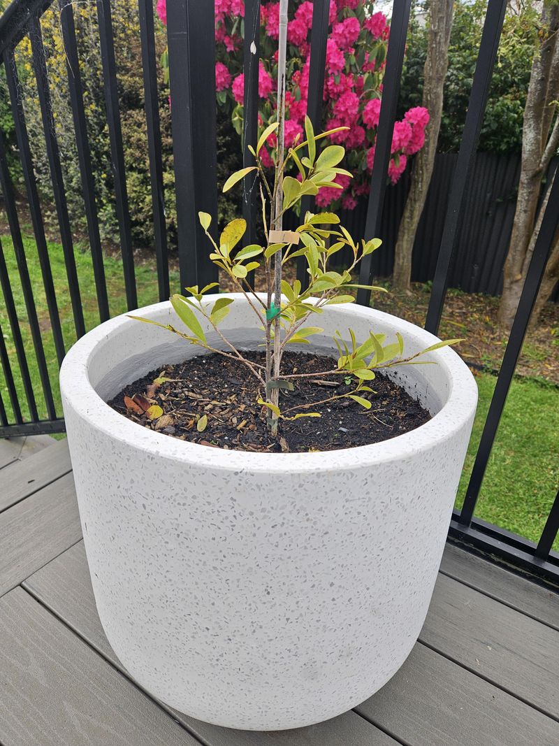 Warm Spring Conditions Encourage The Seeds To Germinate