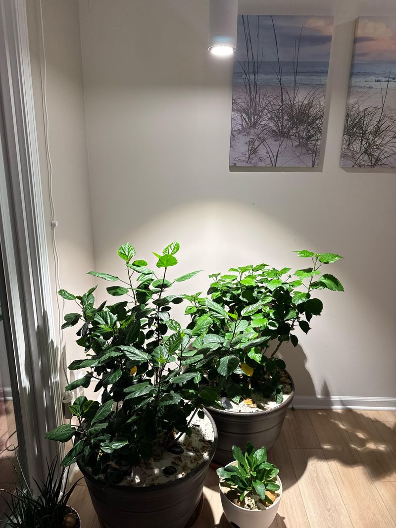 Warm, Stable Temperatures Are More Important Than Keeping The Plant Actively Growing Warm, Stable Temperatures Are More Important Than Keeping The Plant Actively Growing