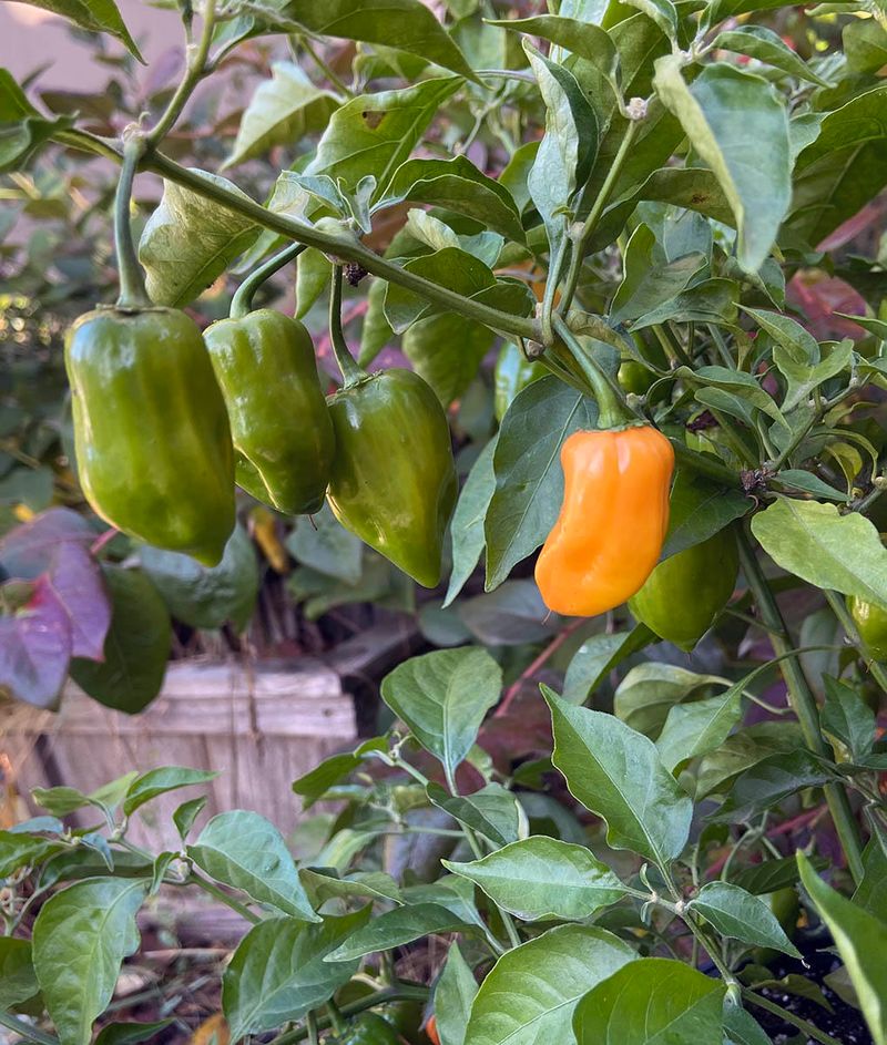 Warm Temperatures Help Peppers Change Color