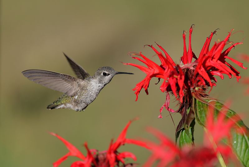 Warm Tennessee Weather Spoils Nectar Fast