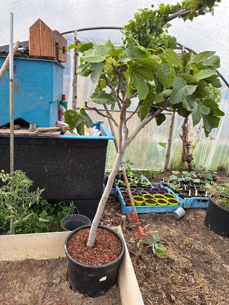 Warm The Roots With Mulch And Dark Containers Warm The Roots With Mulch And Dark Containers