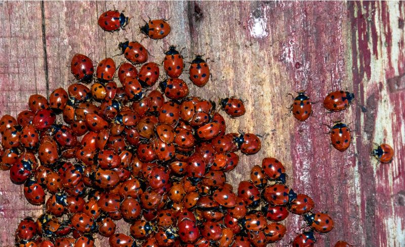 Warm Walls Become Prime Fall Gathering Spots