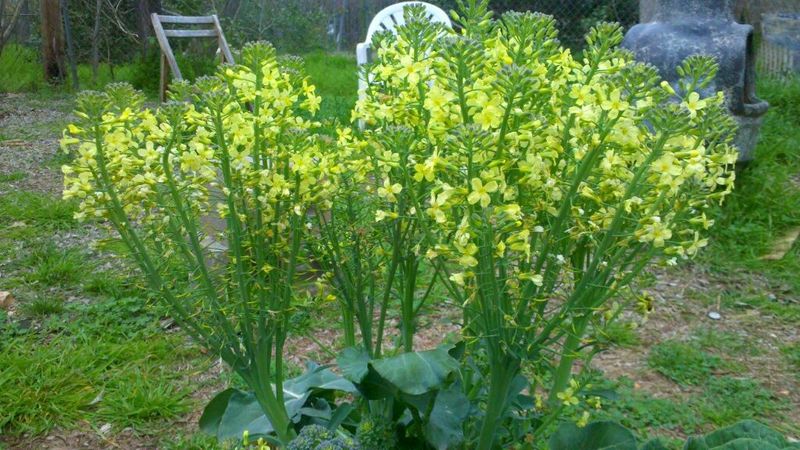 Warm Weather Can Trigger Bolting