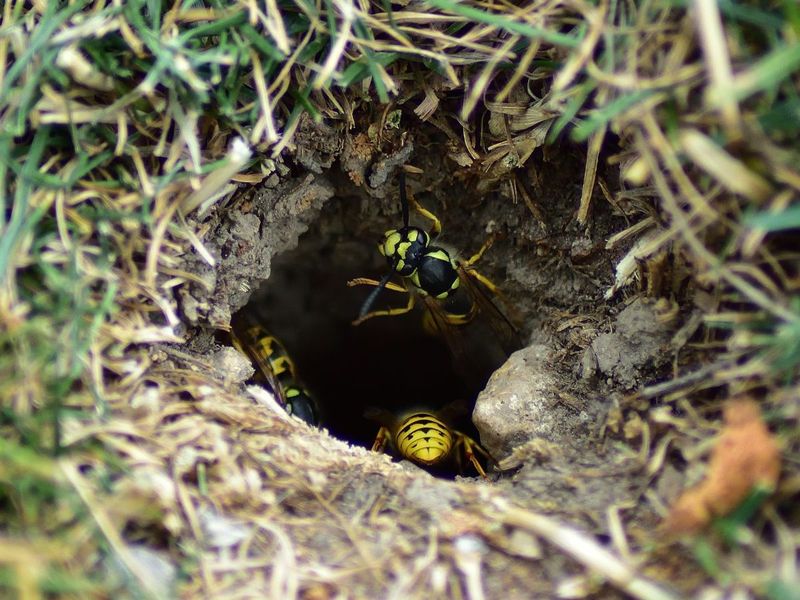 Warm Weather Is Boosting Their Numbers Warm Weather Is Boosting Their Numbers