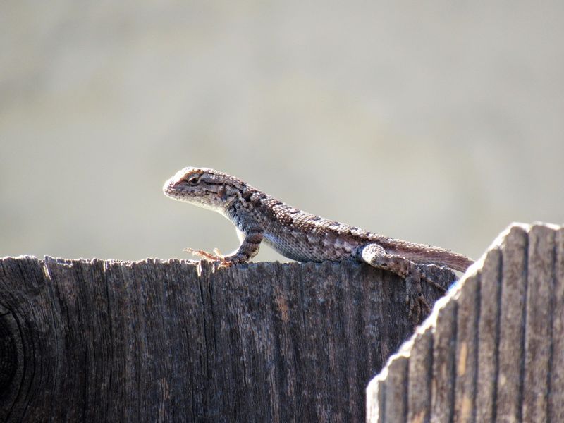 Warm Weather Keeps Them Active Longer