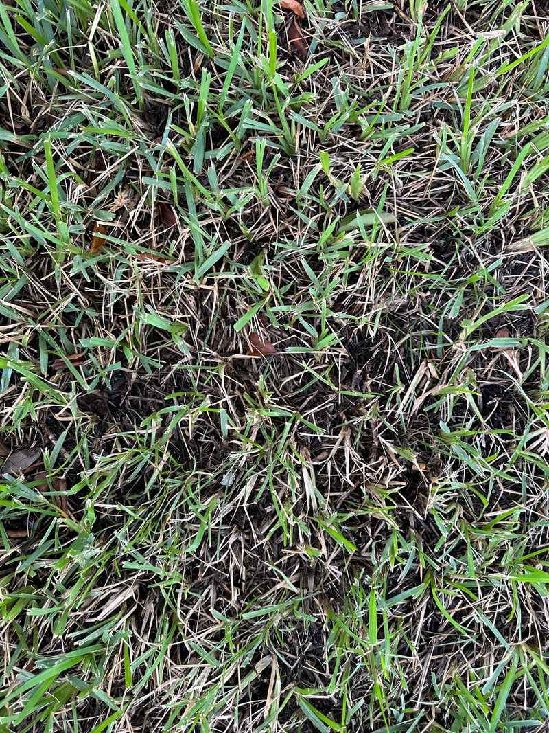 Warm Wet Nights Of Late Summer Fuel The Fungus