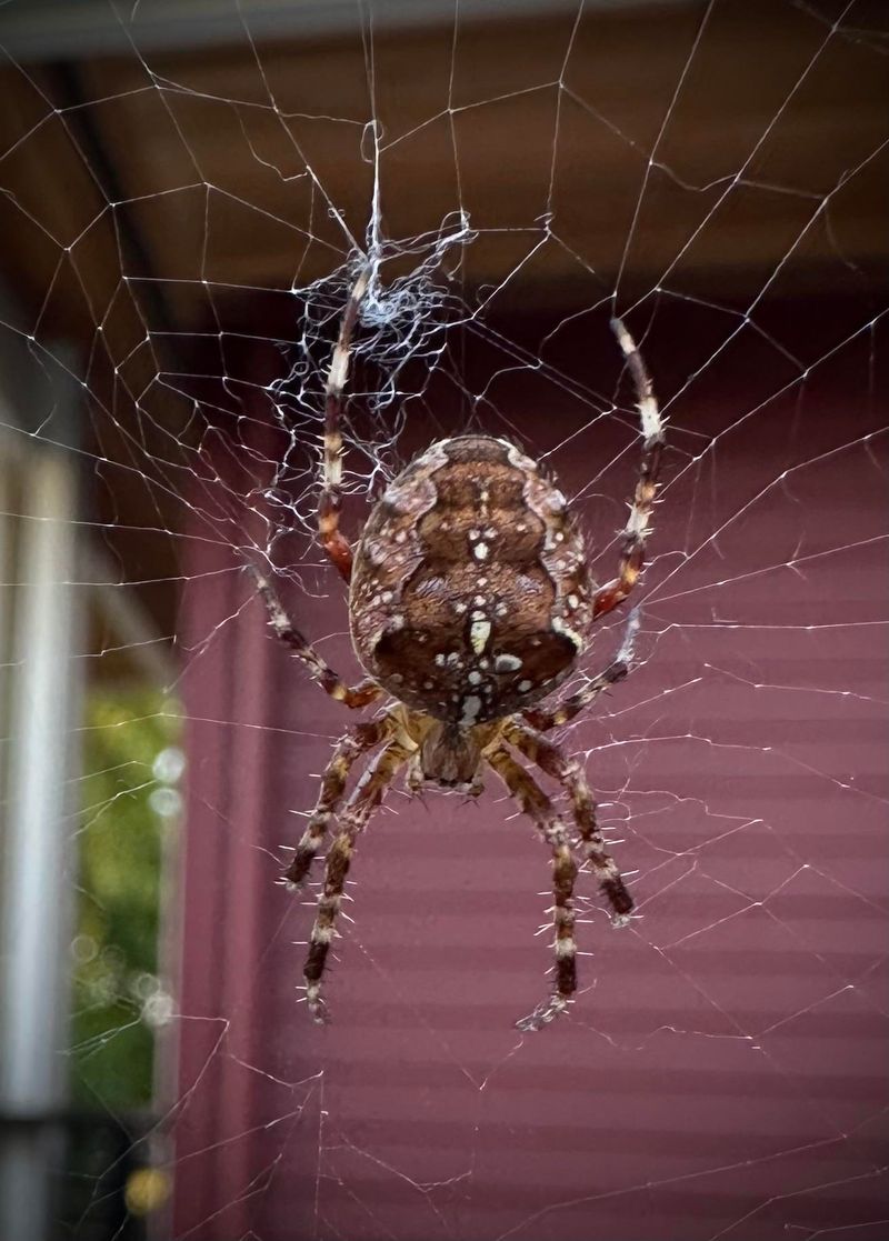 Warmer Weather Helps Spiders Become More Active