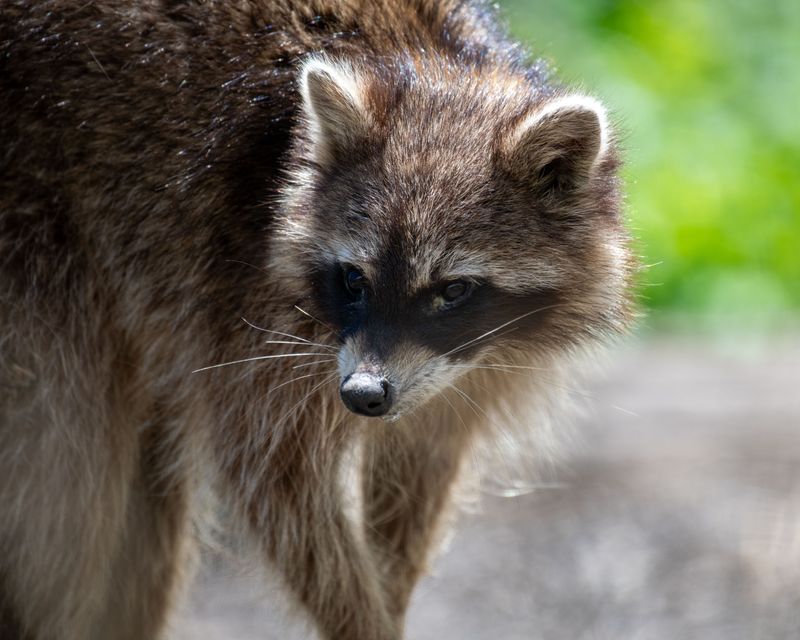 Warning Signs A Raccoon May Be Sick
