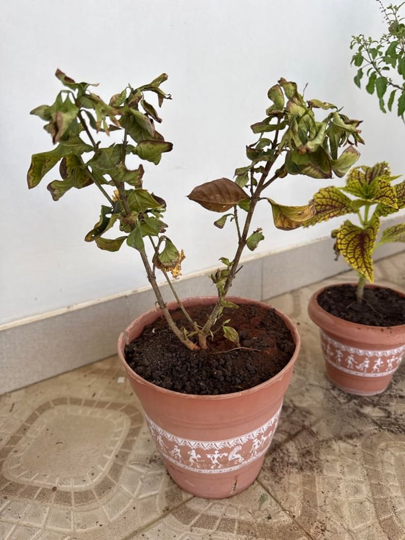 Warning Signs Of Drought Stress On Buds