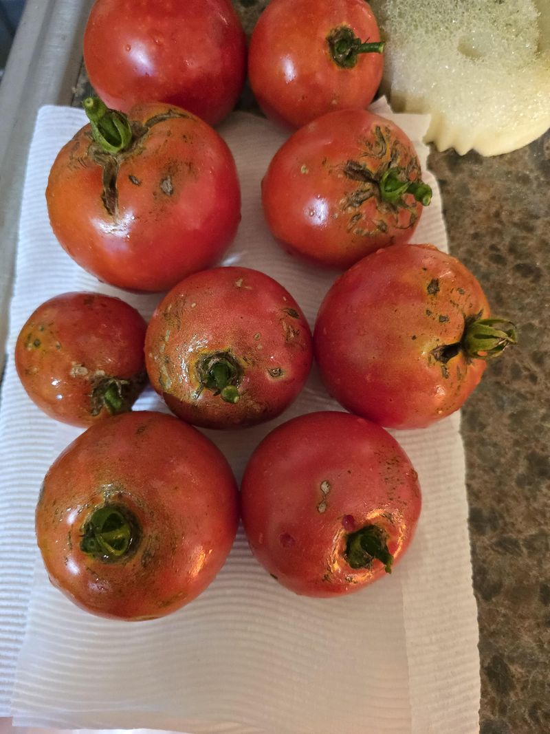 Wash Tomatoes Before Cutting Them