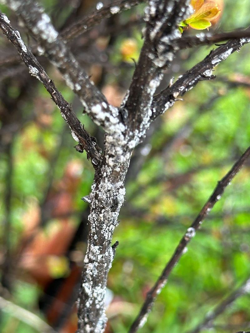Washing The Coating Off Without Harming The Tree