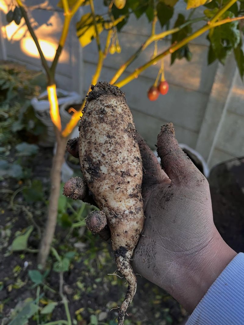 Washing The Sweet Potatoes Right Away