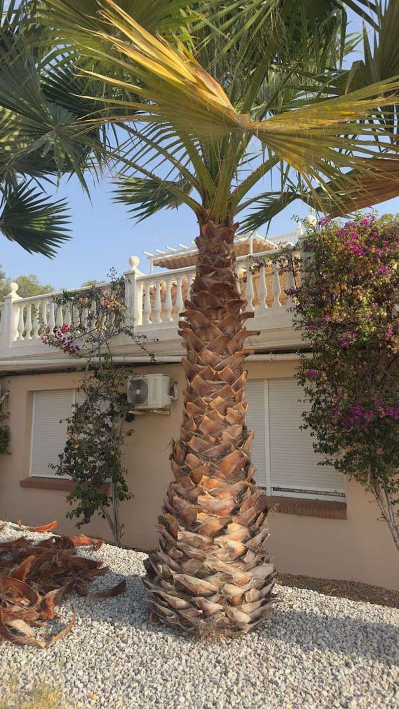 Washingtonia Palm With Rot At The Base