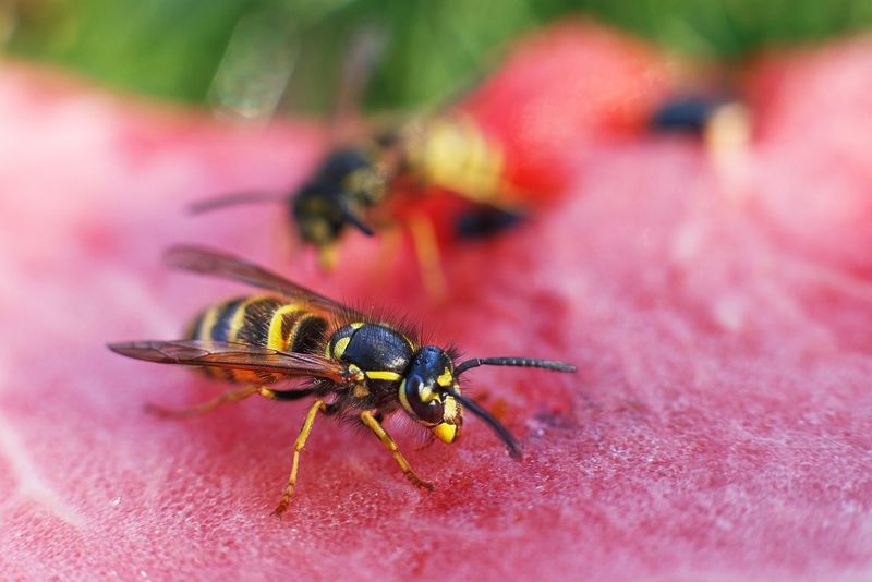 Wasps And Yellowjackets May Become More Noticeable Wasps And Yellowjackets May Become More Noticeable